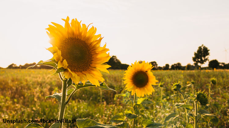 sunflowers at sunrise